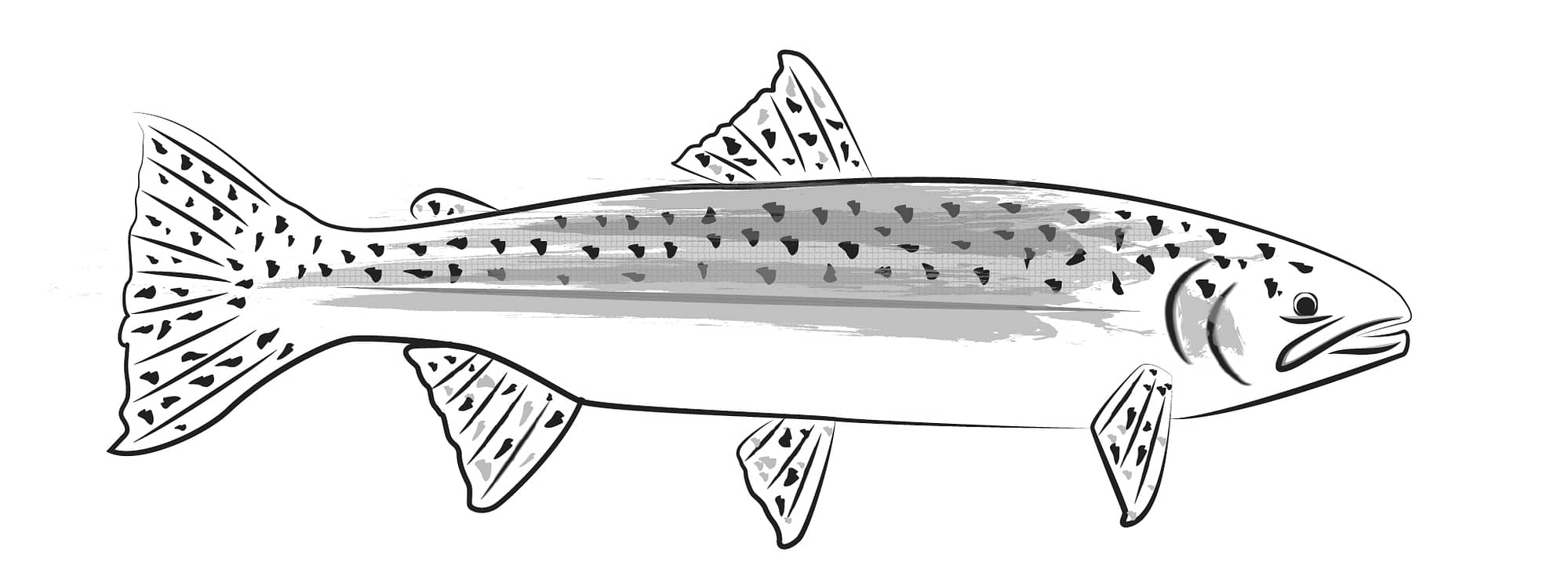 steelhead image