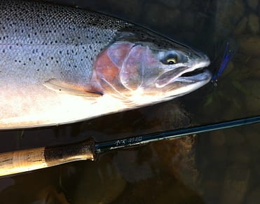 California Winter Steelhead Book - Everything you ever wanted to know