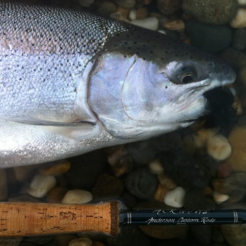 American Winter Steelhead