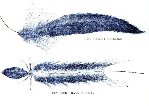 Spey cock hackle in Spey Flies Revisited, Part 2 - Construction article