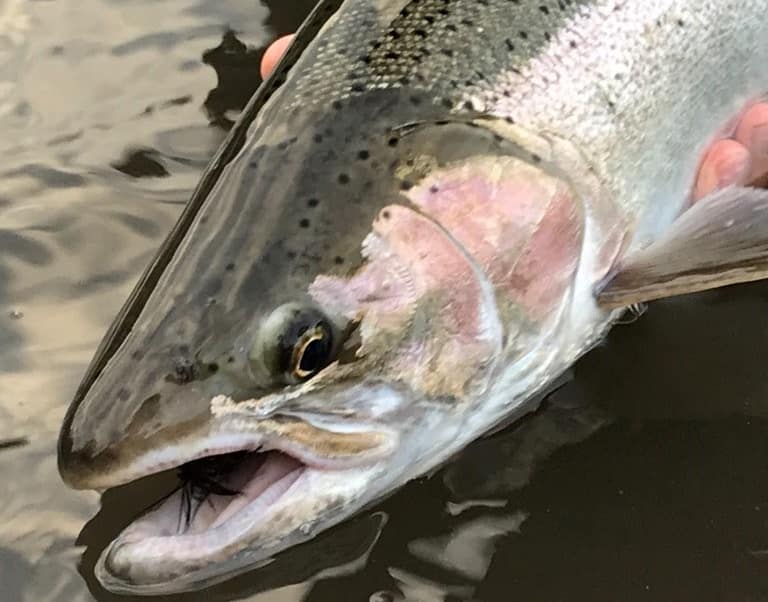 Steelhead Head Shot n California Winter Steelhead Book