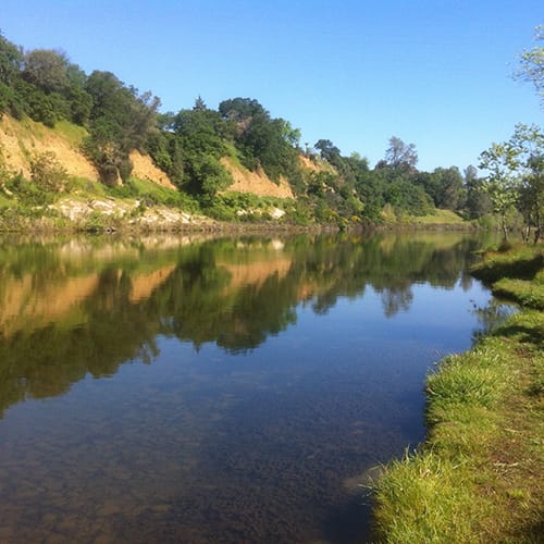 American shad tips for the Feather River